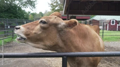 Close up portrait of a brown rumiant cow head face chewing and ruminating