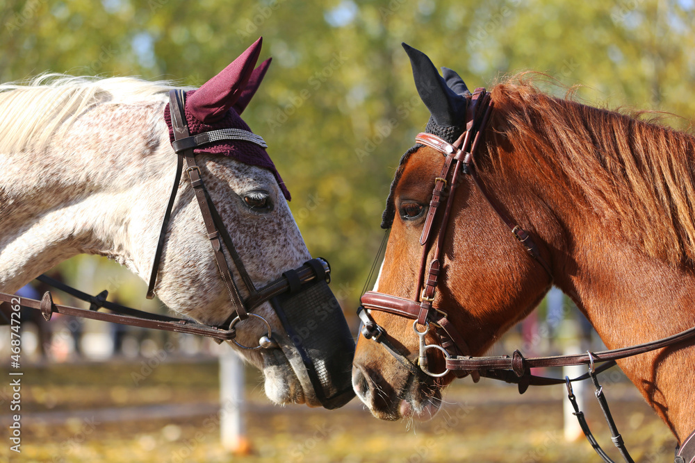 Obraz premium Young stallions during training outdoors