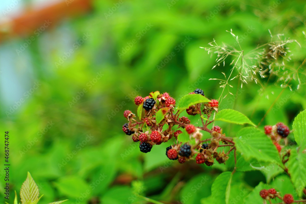 blackberry berries on a branch in the garden blackberry berries on a branch in the garden