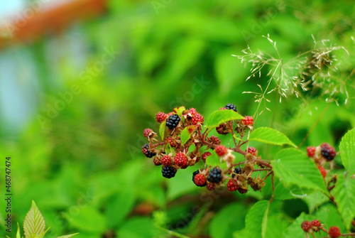 blackberry berries on a branch in the garden