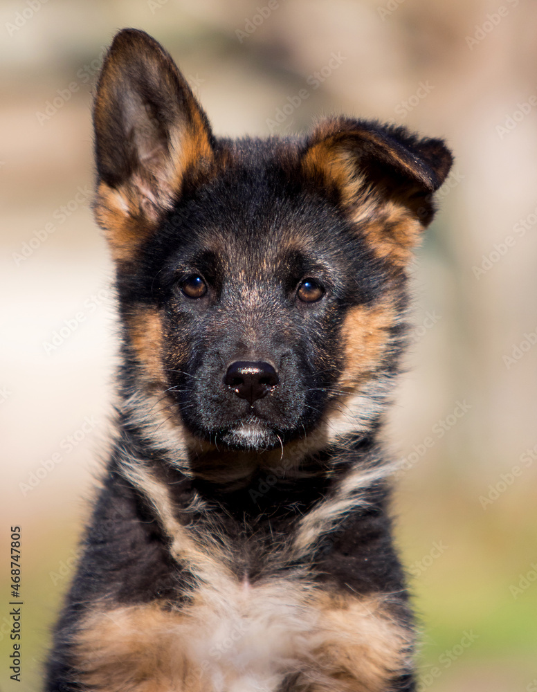 German shepherd puppy dog outdoors German shepherd puppy dog outdoors