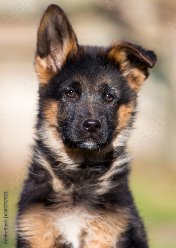 German shepherd puppy dog outdoors