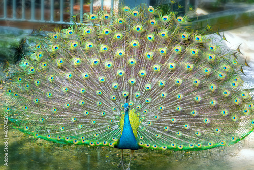 Close up of a elegant Indian male peacock bird displaying his beautiful feather tail in a public park photo