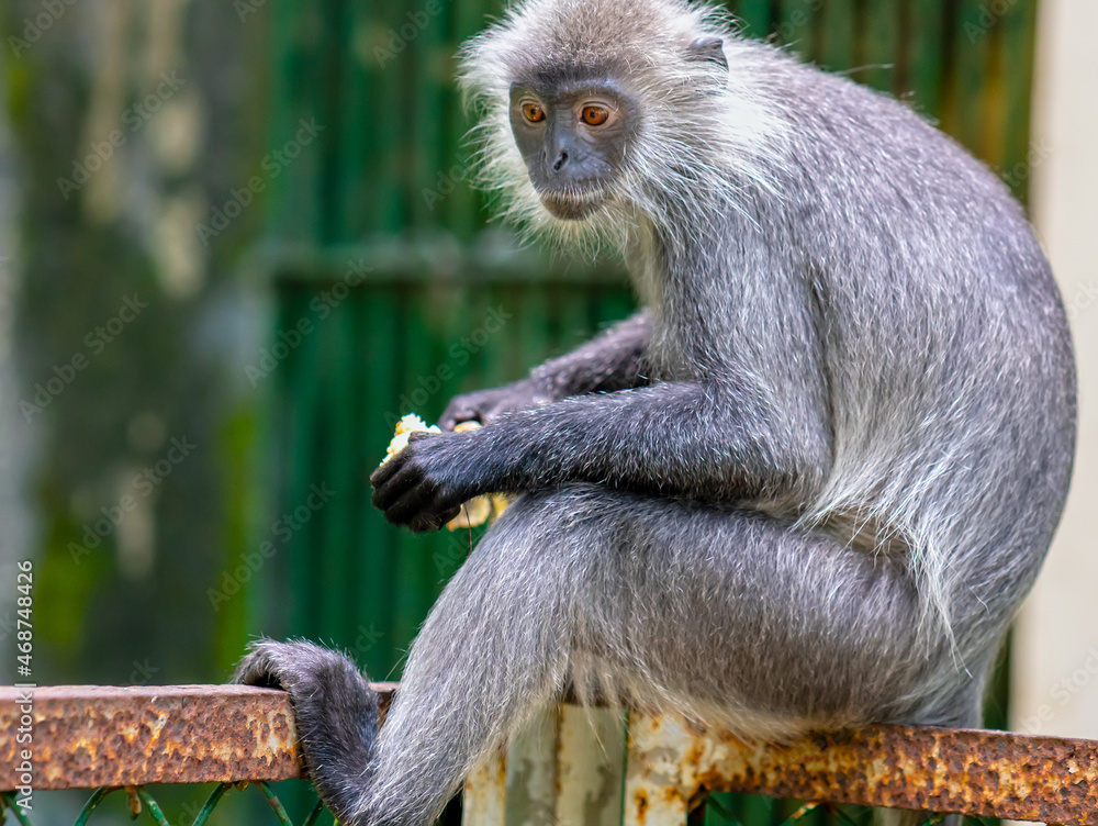 Obraz premium Portrait Silver leaf monkey relaxing outside the barn in a public park. They have a silvery gray body that lives in the forest, the food on vegetables and fruits needs to be preserved