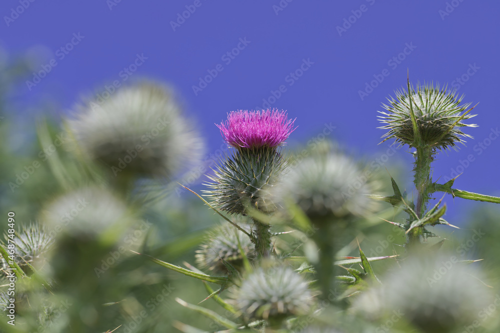 Scottish thistle in bloom against blue sky