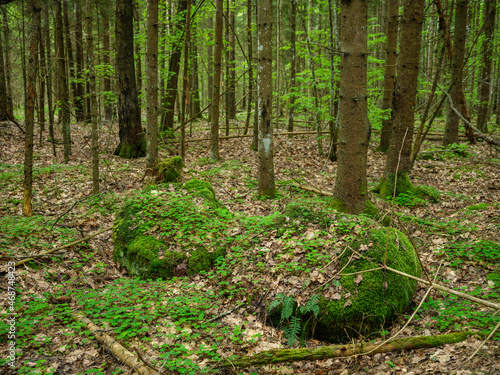 large rocks in green summer forest