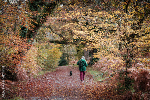 Respryn wood walker with dog Cornwall England uk  photo