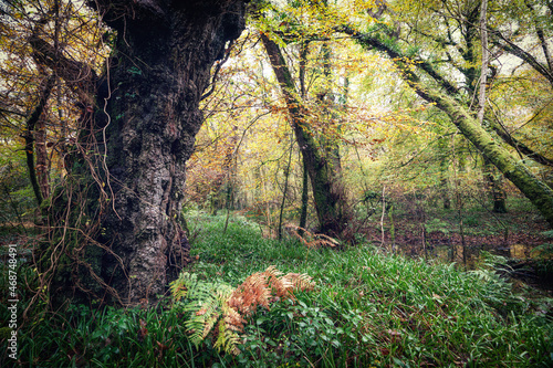 respryn woods in autumn Cornwall England uk fall photo