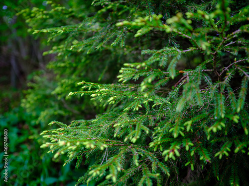 summer green foliage textures in forest nature