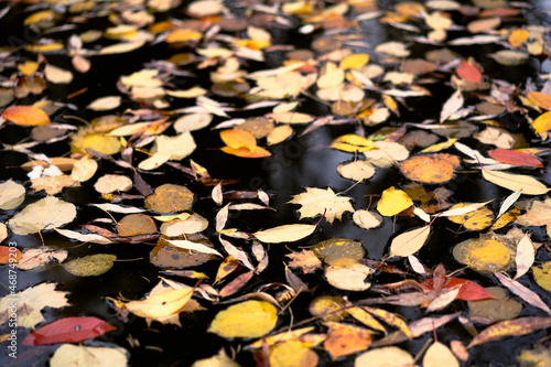 Autumn Foliage Floating in the Calm Waters of the Pond. Close-up 