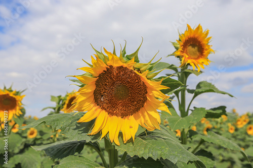 Fototapeta Naklejka Na Ścianę i Meble -  Beautiful sunflowers in the field natural background, Sunflower blooming