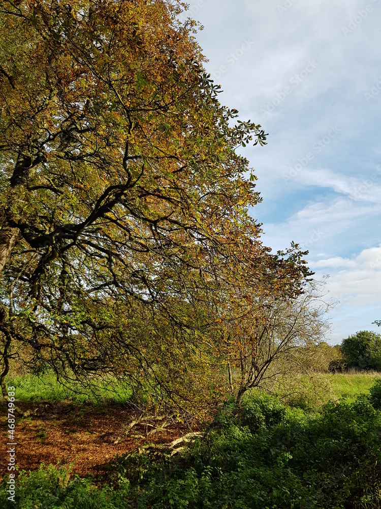 Colourful leaves and trees, British autumn Colourful leaves and trees, British autumn