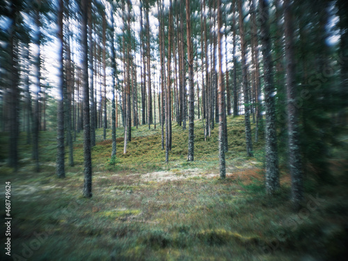 distorted forest plant details with old petzval lens