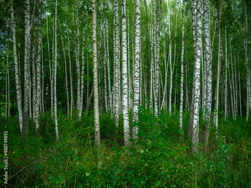 birch tree grove in summer green forest