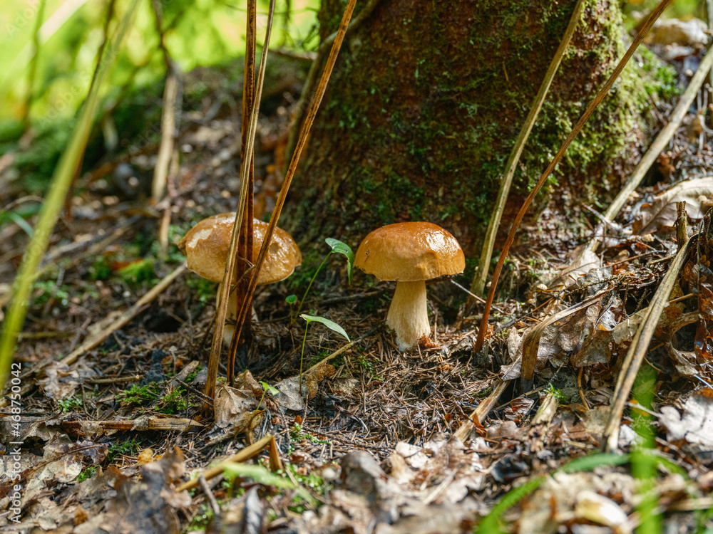 wild mushrooms groving in green forest bed wild mushrooms groving in green forest bed