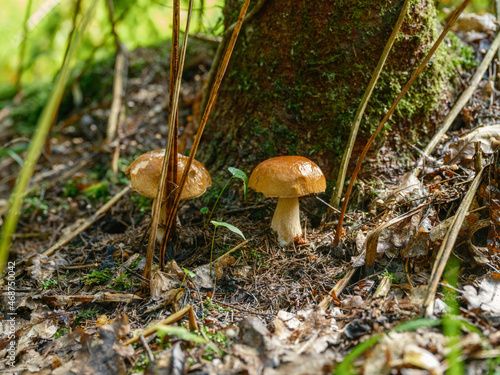 wild mushrooms groving in green forest bed