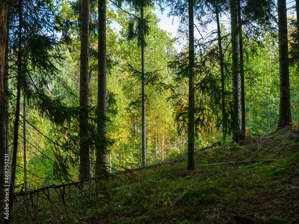 Obraz premium abstract tree trunk texture wall in natural forest