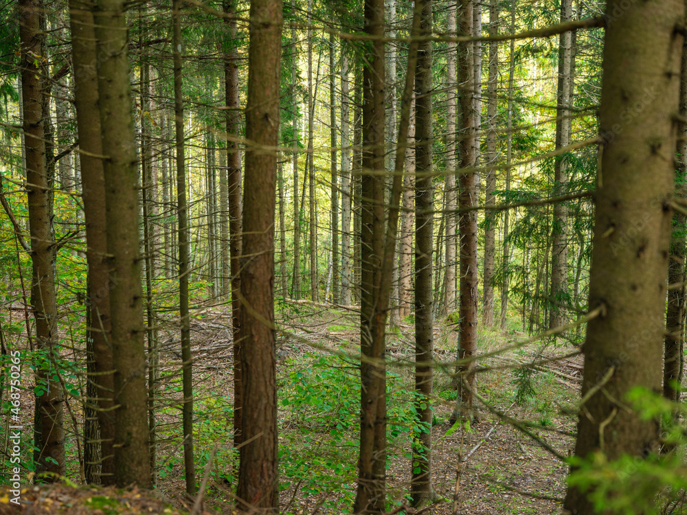 Obraz premium abstract tree trunk texture wall in natural forest