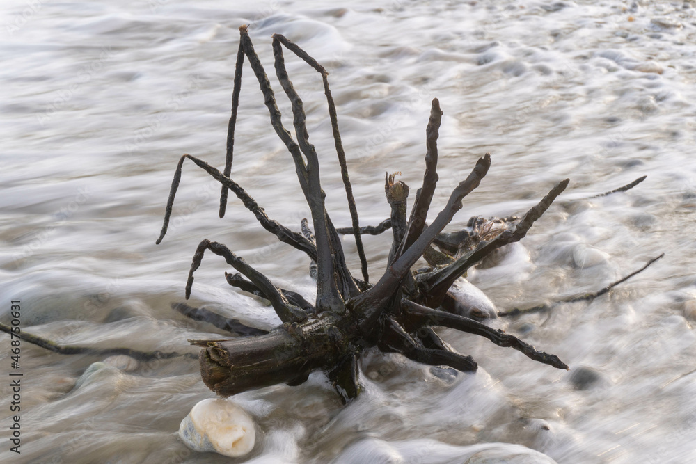 Palm branch on the beach. After the storm. Tropical shapes and patterms. Aninuan, Mindoro, Philippines, 2021 Palm branch on the beach. After the storm. Tropical shapes and patterms. Aninuan, Mindoro, Philippines, 2021
