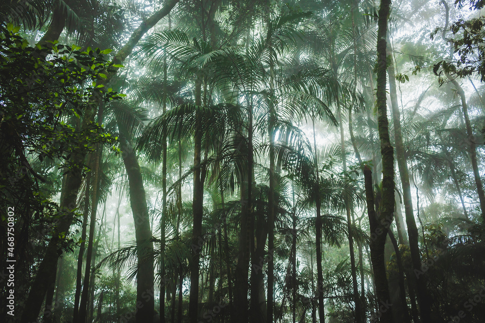 Naklejka premium morning in the forest