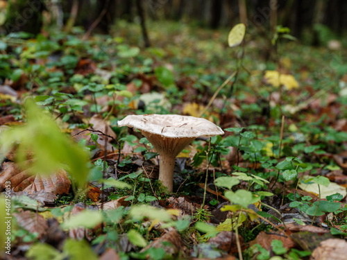 wild mushrooms groving in green forest bed