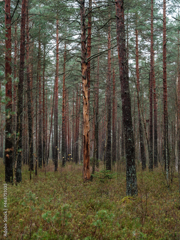 Obraz premium abstract tree trunk texture wall in natural forest