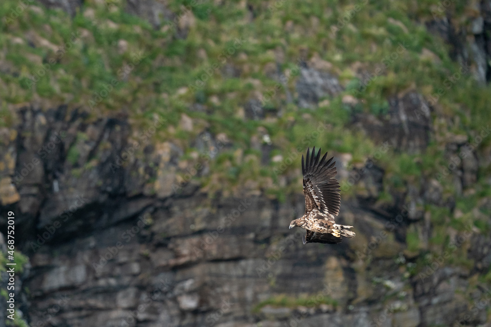 Fototapeta premium The white-tailed eagle (Haliaeetus albicilla)