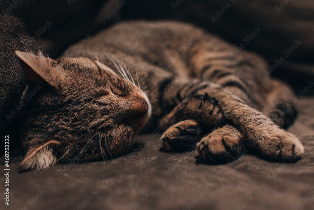 Sleeping cat on the couch. Sleep and cozy nap time. Home pet. Cute funny cats at home. Sleeping cat on the couch. Sleep and cozy nap time. Home pet. Cute funny cats at home.