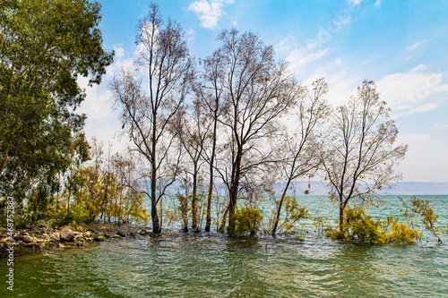 Flooded trees on Lake Kinneret. photo