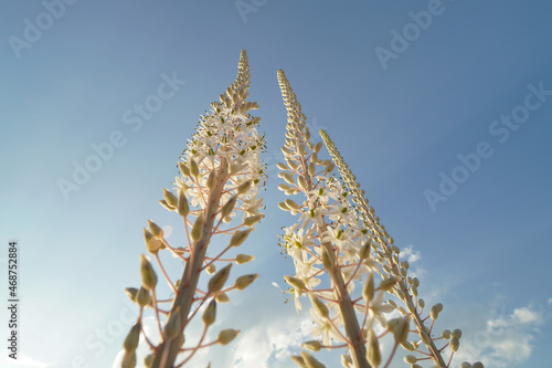 Canvastavla Squill Drimia Maritima flowers on a pure sky background