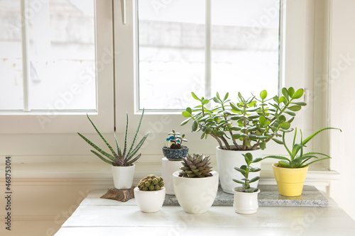 Collection of various house plants indoor. Group of potted plants in room by the window. Cacti and succulent arrangement, modern style, trendy home decor.