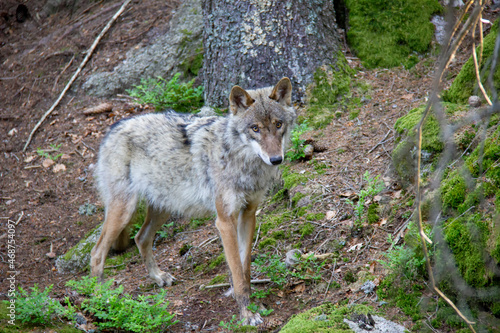 Grey wolf  National Park Sumava  Czech Republic.