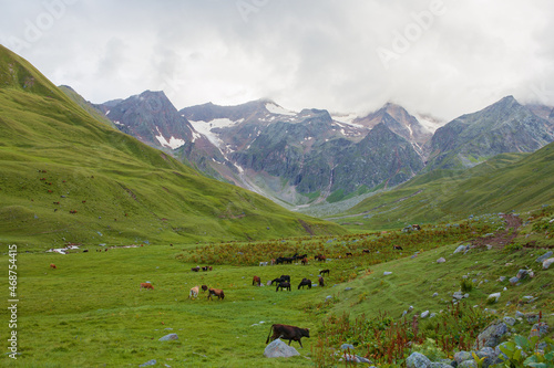 A herd of cows grazes in a mountain valley.