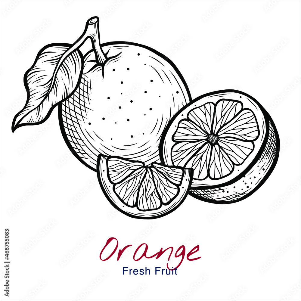 Vettoriale Stock Vector sketch illustration of orange set drawing