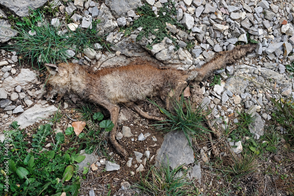 Dead fox in a forest in Spain