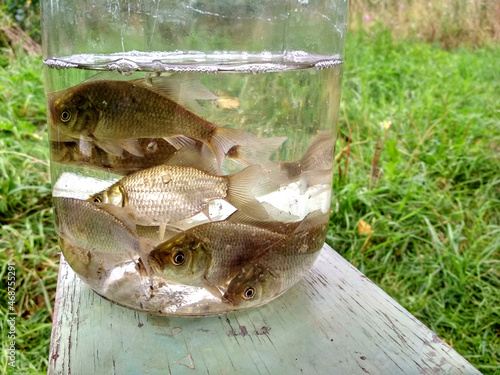 Little fish on a jar with a fake plants inside outdoors. Country fishing.