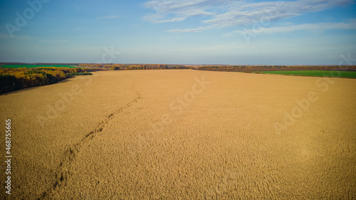 aerial photography of cornfields in Russia