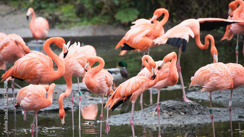 flamingos in the water