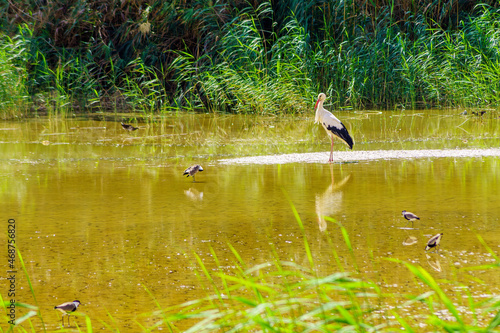 White stork and other birds in the Yeruham Lake Park photo