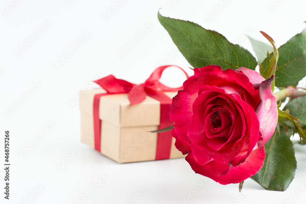 In the foreground is a blooming rose in pink and white tones, in the background is a blurred image of a gift on a light background with space for writing text. In the foreground is a blooming rose in pink and white tones, in the background is a blurred image of a gift on a light background with space for writing text.