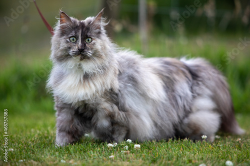 Принти на полотні Norwegian Forest cat, tortie smoke. Adult
