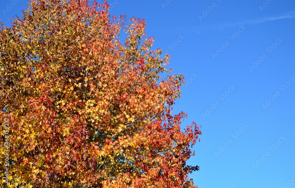 Bunte Herbstblätter vor blauem Himmel