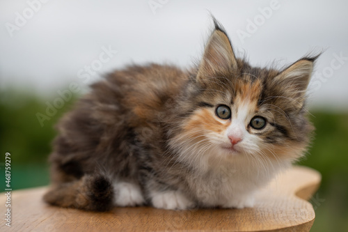 Fotografie Norwegian forest cat, kitten,