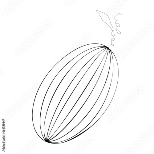 An outline vector illustration of a melon isolated on transparent background. Designed in black and white colors for web concepts, prints, templates