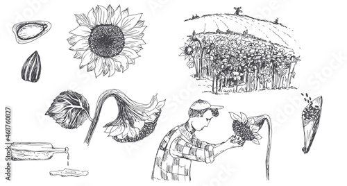 Flowers, field, sunflower oil, agronomist collects sunflower seeds. Vector hand drawn illustration.
