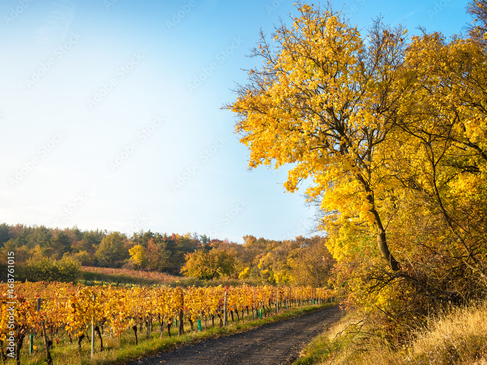 Naklejka premium Golden Autumn forest landscape with big vibrant trees