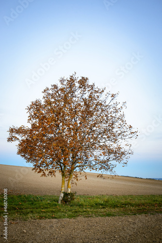 Twin walnut tree on a field in autumn