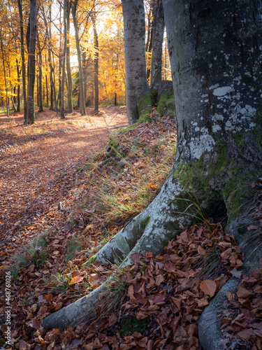 Autumn colored leaves glowing in sunlight in avenue of beech trees