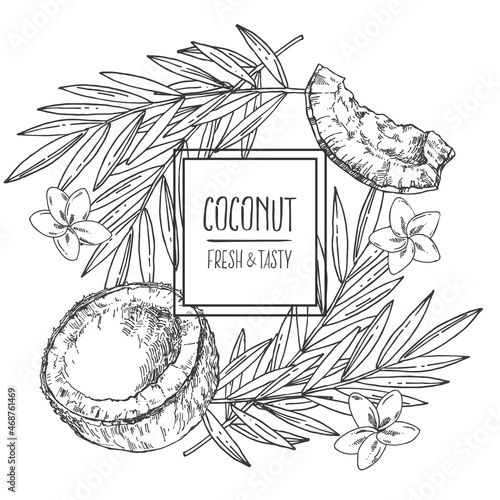 Hand drawn vector tropical coconut fruit nuts