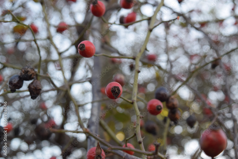 Rose hip Rose hip